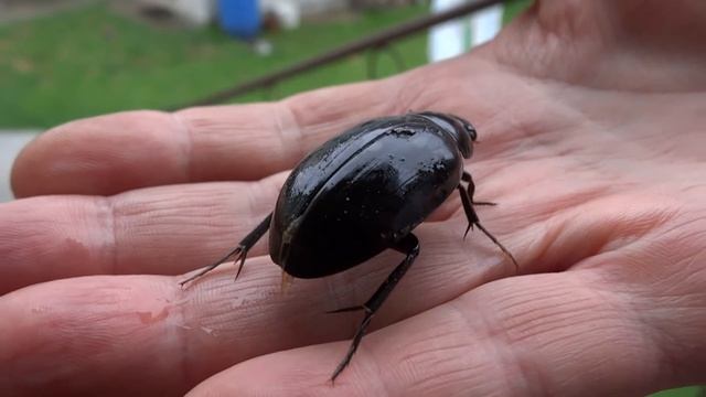 Hydrophilus aterrimus (kałużnica czarna)
