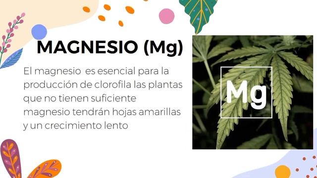 Nutrientes esenciales para las plantas