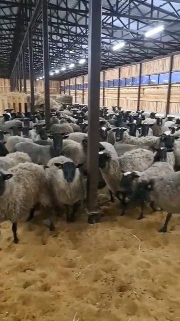 Чистопородные овцы Романовской породы КФХ ВИРОМА