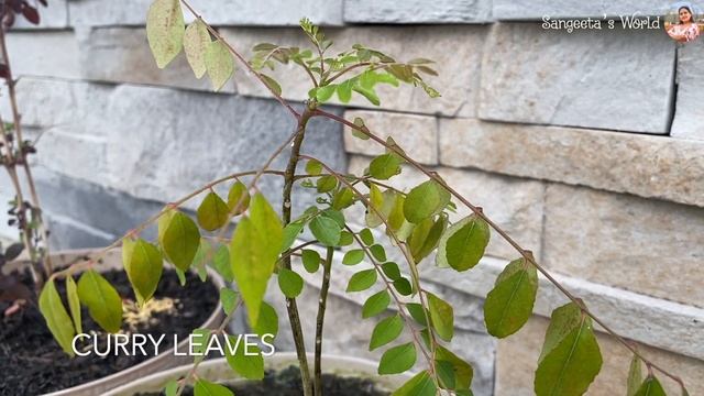Lots of Vegetables in Garden • #gardening • Sangeeta's World