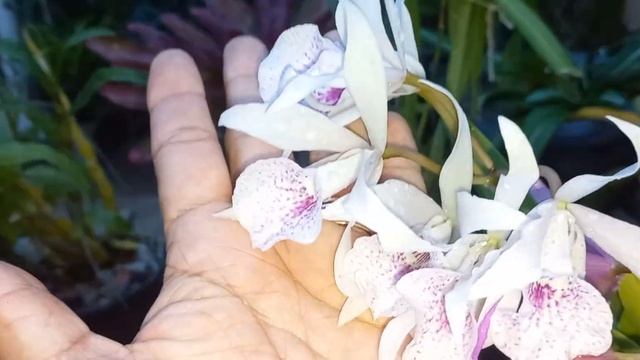 Orquídea de Fácil Cultivo / Blc. Maikai Mayume