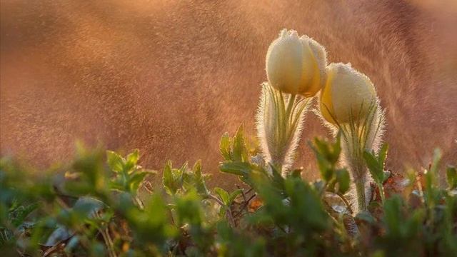 989.🎼. «Həyat Davam Edir»(Жизнь продолжается)- Hüseyn Abdullayev