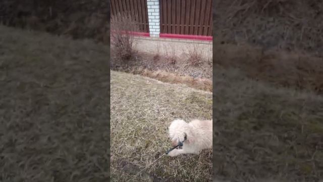 Как молиться об усопших сродниках.