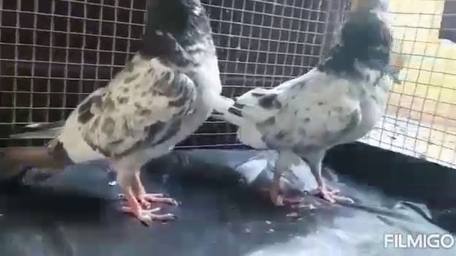 Good blood line gerebaaz pigeon