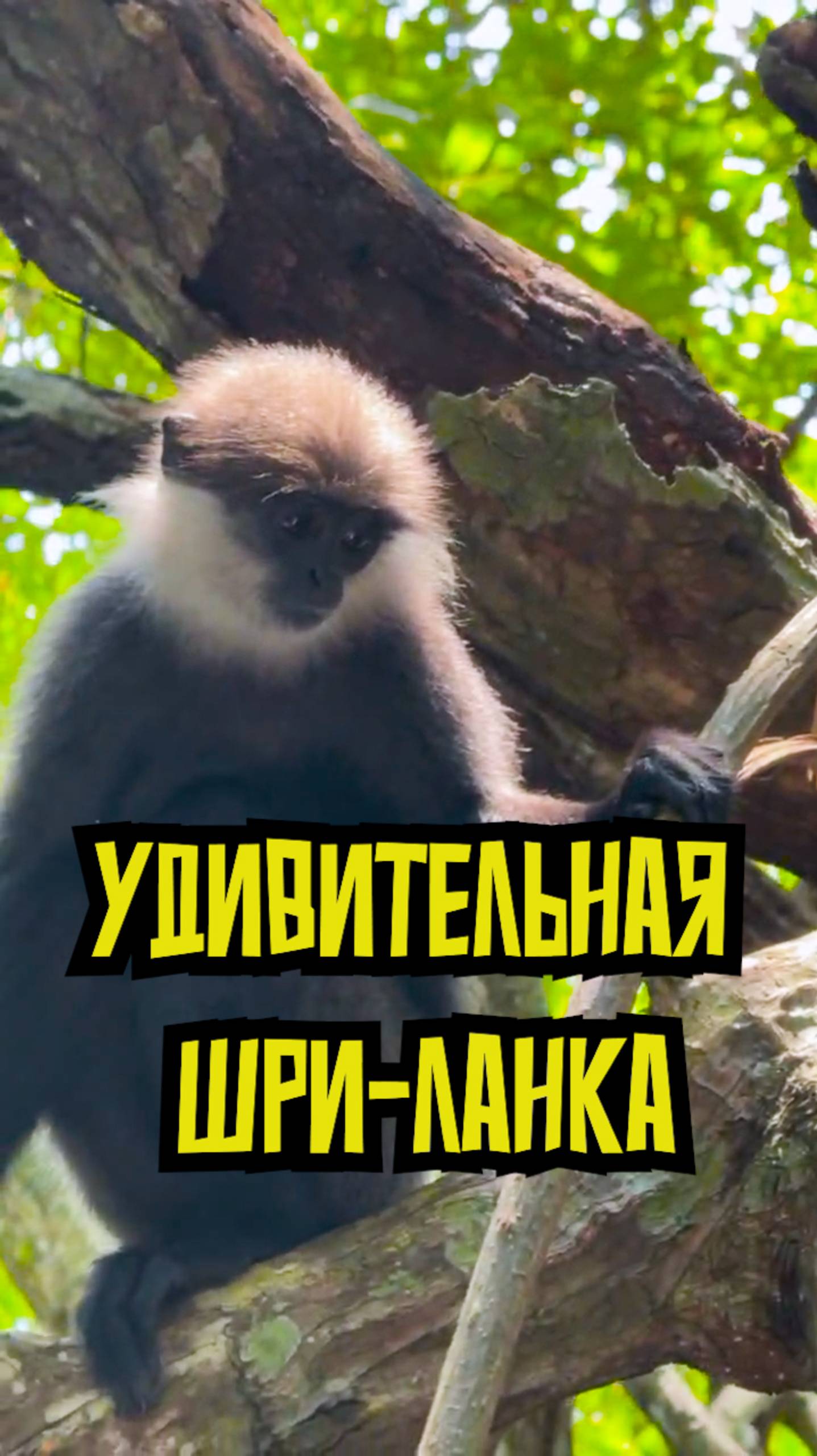 Шри-Ланка