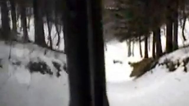 Campagnola sulla neve