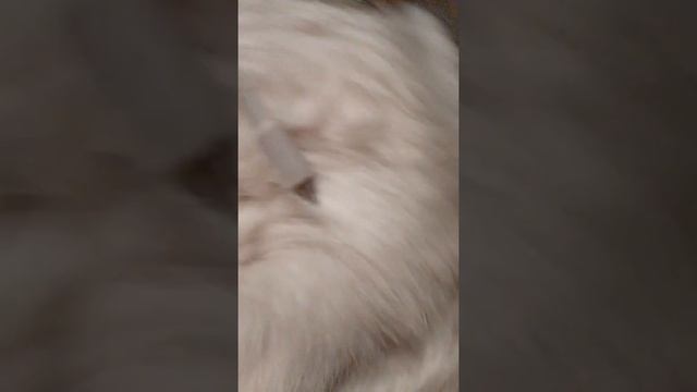 Время мурлыканья котаны 🐱😸
