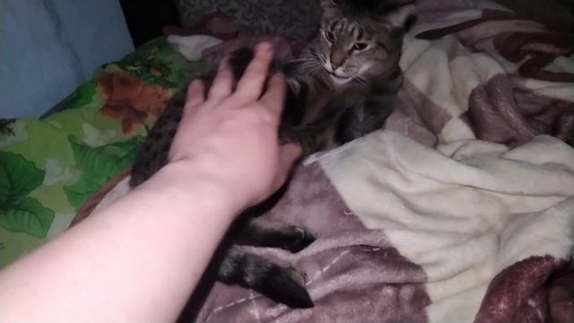 моя кошка всегда в защите @byxbloger   #животные #cat #pets #юмор #прикол #собака #собаки #animals