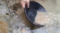 Tumbuhan Liar Yang Mengandung Emas.