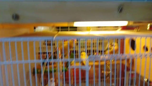 Animal Market in Pattaya (Thailand)