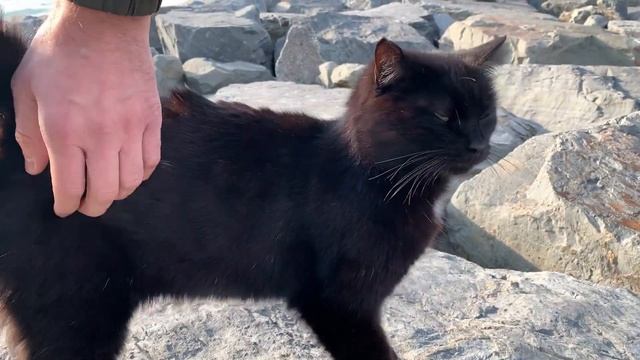 Cute cat living on the beach cliffs wants attention and food