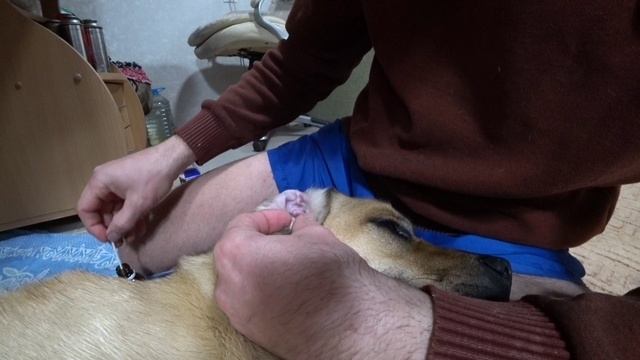 Мужские проблемы, выделения у Пэкса