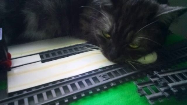 котодзила захватила макет!