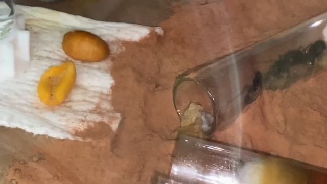 Camponotus Pennsylvanicus Ant Colony Leaving Trash By Entrance Of Test Tube. Do I Throw It Out? 🤷