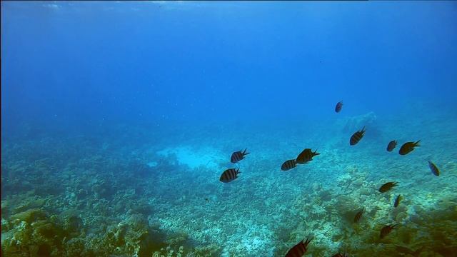 Egypt 2020/21 - Hurghada, Jungle Aqua Park, El Gouna, Reef Snorkeling