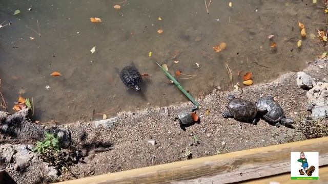 Черепашье озеро