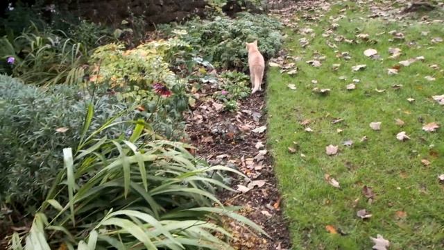 Crocosmia lifting and splitting in autumn - Burncoose Nurseries