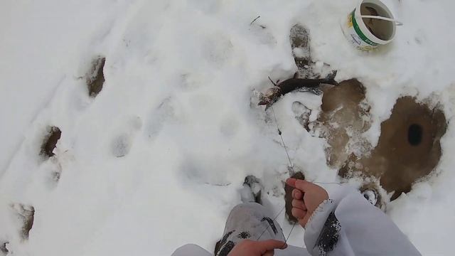 Первая щука зимой/Тетерева застали меня врасплох/Рыбалка в Карелии. ЧАСТЬ 3.
