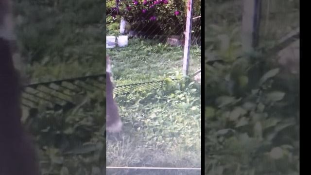 Арси танцует