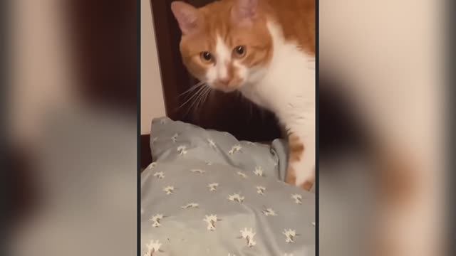 СМЕШНОЙ КОТИК С ПОДУШКОЙ
