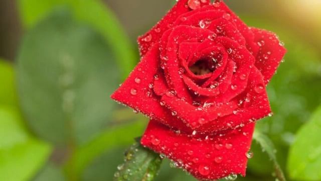 * † ❤ У КРЕСТА ПОЛОЖУ СВОË СЕРДЦЕ!!!❤