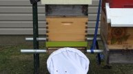 How to Catch a Swarm of Honey Bees with a Butterfly Net! Collect those bees in trees!