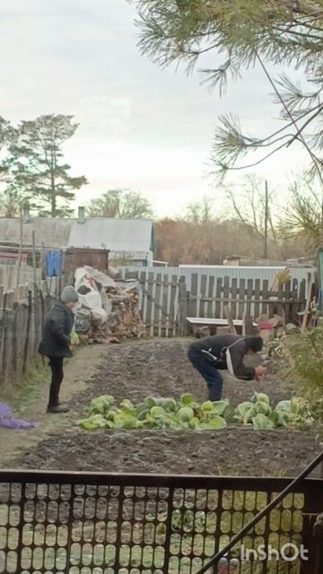 1000016117.mp4. Рубим капусту.