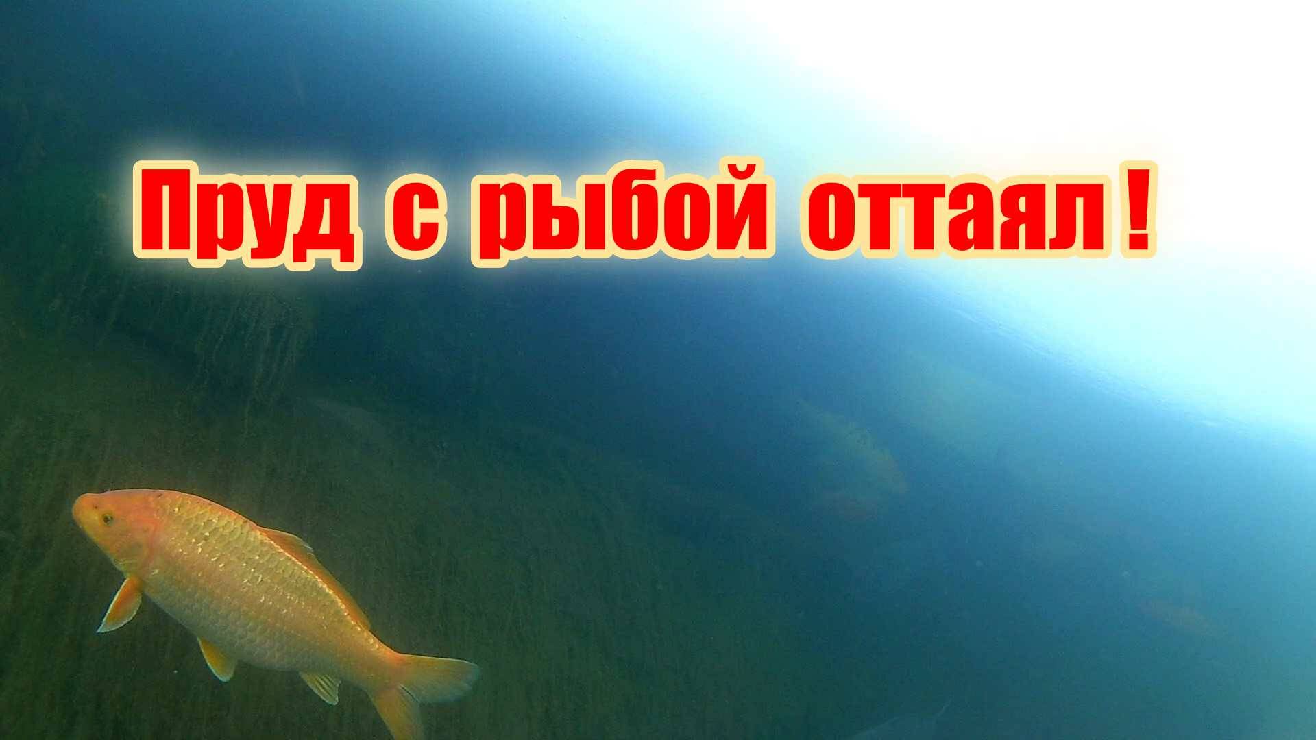 Пруд с рыбой зимой своими руками