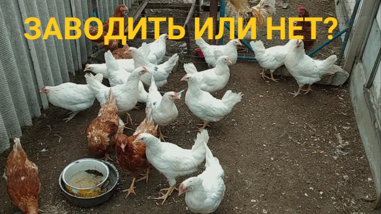 Смело заводи курей! Отличные птички!👍