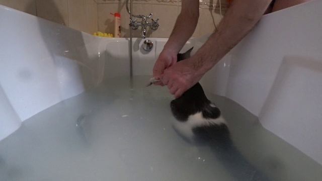 Вымыть киску