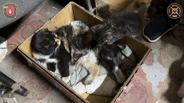 Связисты и «птичники» ДДД в Артемовске