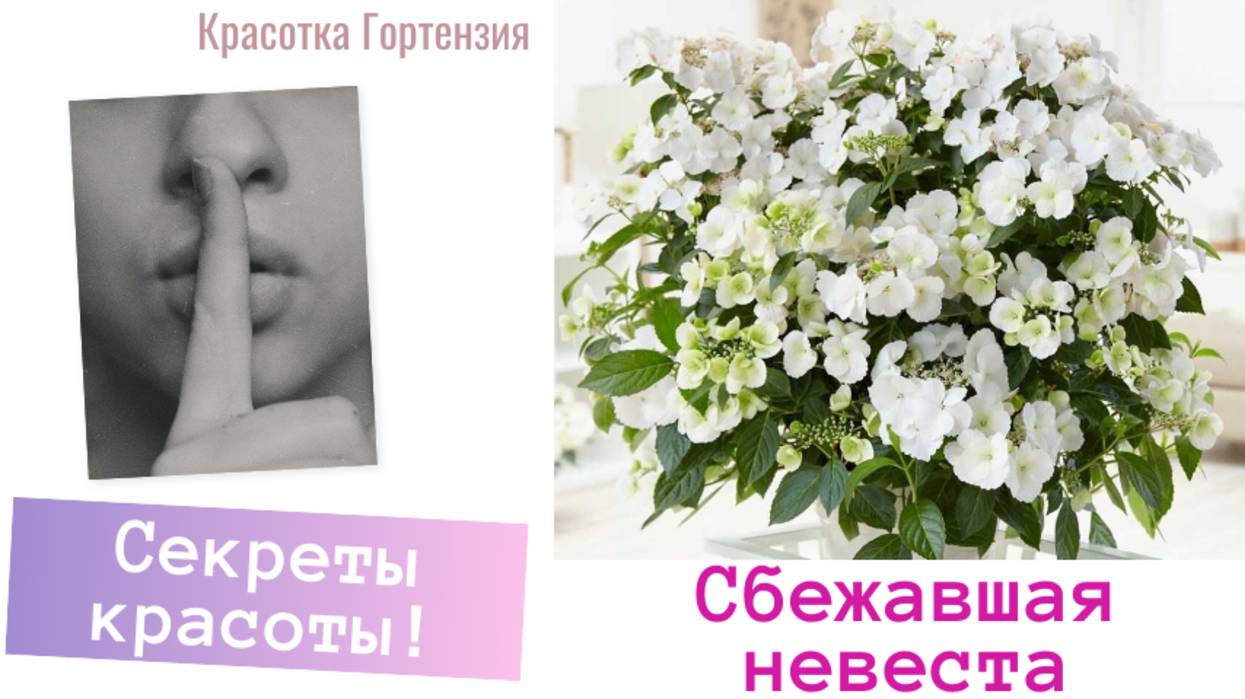 Сбежавшая невеста ампельная гортензия. Пересадка весной 🌿🌺😍