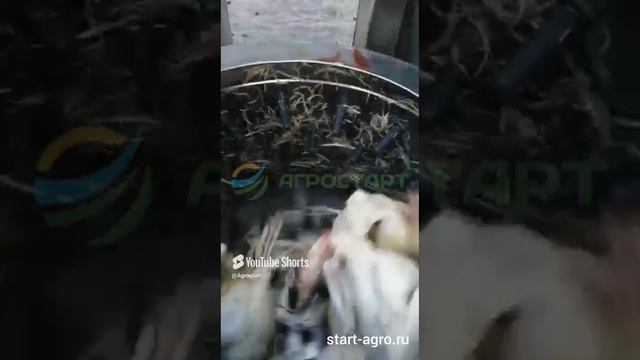 Как подготовить птицу к ощипу в перосъемной машине nt600a. Отзыв покупателя. АГРОСТАРТ