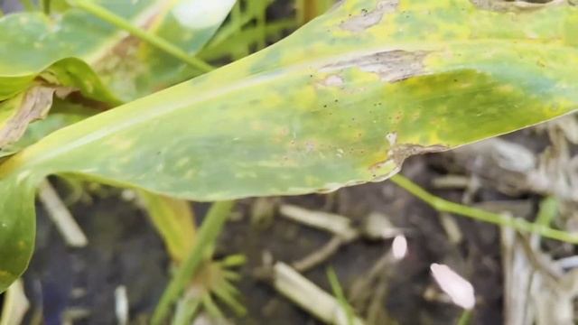 Late-Season Corn Disease Check with Xyway® LFR® Fungicide