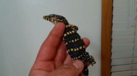 Captive bred water monitor