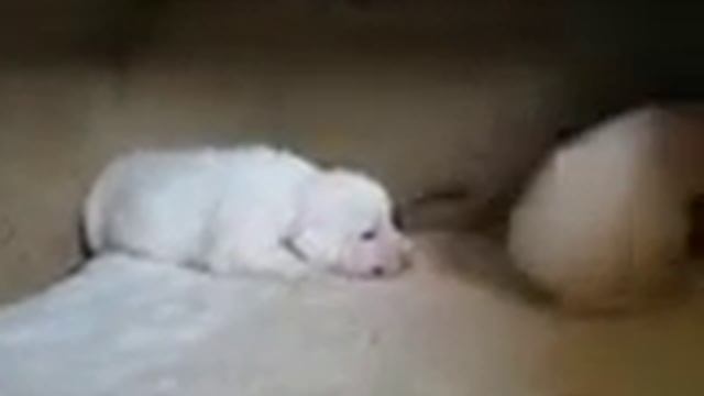 BEBE BULLDOG ANGLAIS  NES LE 18 AVRIL 2010
