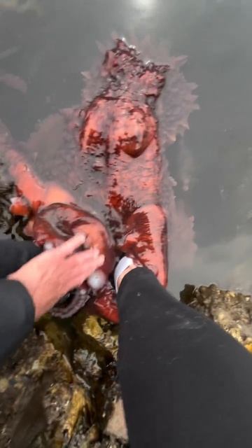 да он не кусается