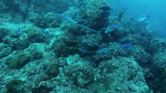 Cocos Island July 30 - Aug 11, 2019