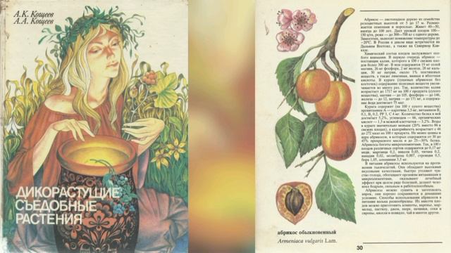 Абрикос обыкновенный
Armeniaca vulgaris Lam
Дикорастущие съедобные растения