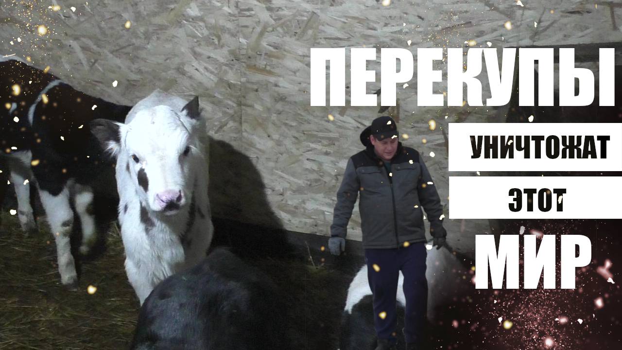 Перекупы или как купить бычка