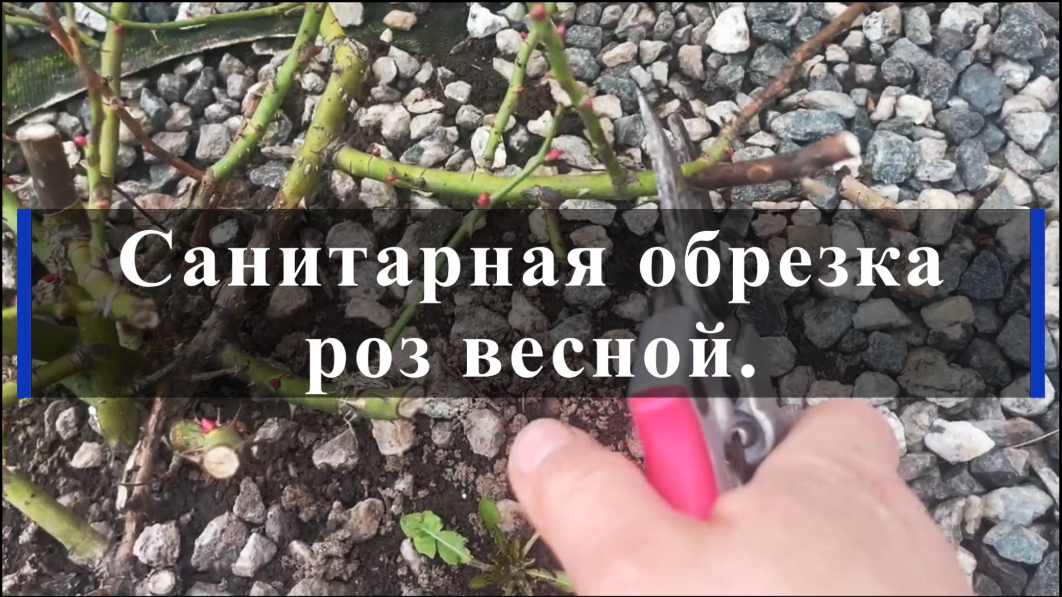Санитарная обрезка роз весной