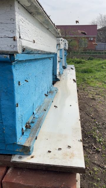 1 апреля. Кубань. Пчелка работает. #пасека #bee #пчелопакеты #пчелы