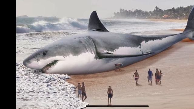10 redenen waarom megalodon nog steeds bestaat