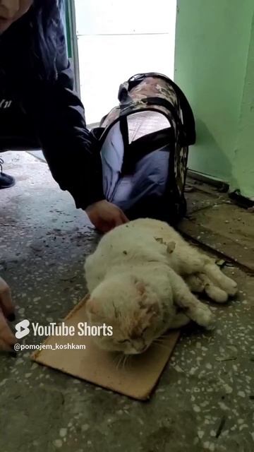 ПРИПОЛЗ ЗА ПОМОЩЬЮ В ПОДЪЕЗД.