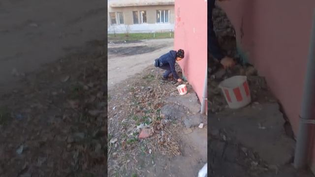 куриные палочки