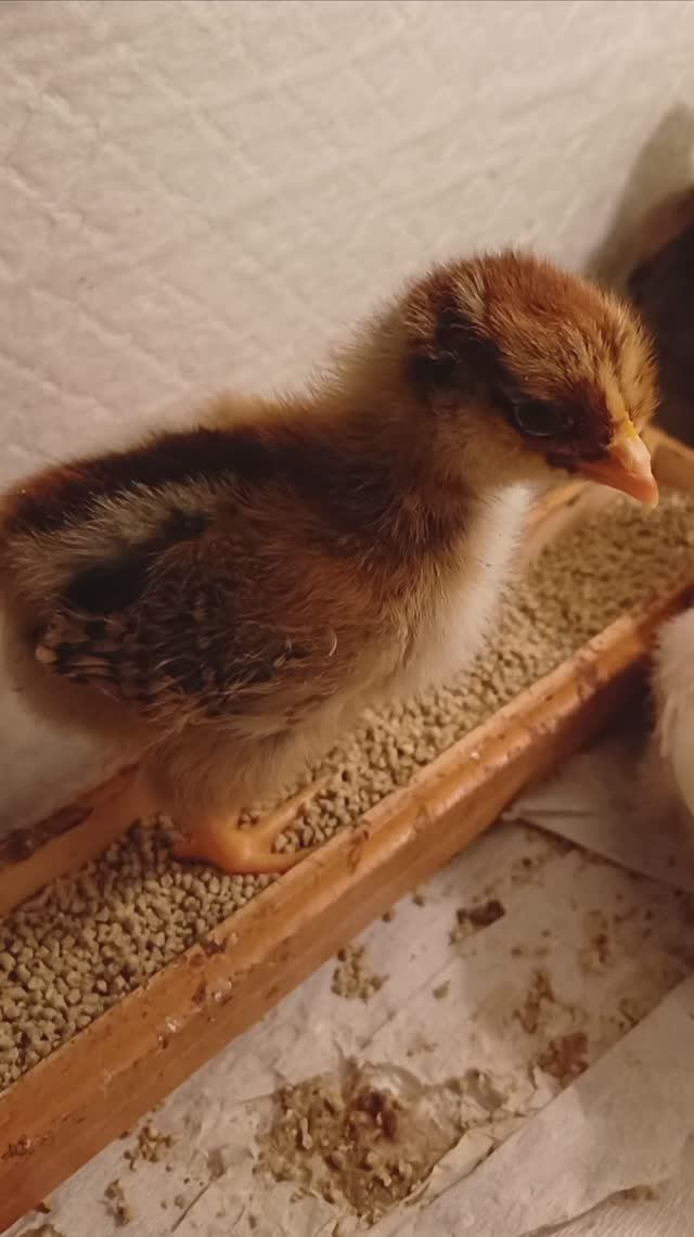 Жизнь маленьких цыплят.