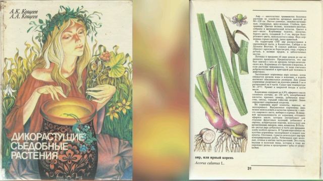 Аир, или ирный корень
Acorus calamus L. 
Дикорастущие съедобные растения