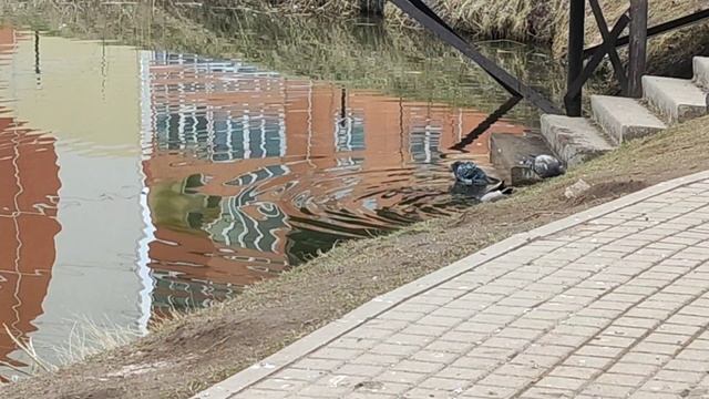 Жизнь на водоёме кипит и утром и вечером 🦆🦆🦆