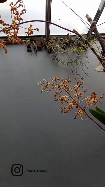 DENDROBIUM DISCOLOR BLUE LIPS ASLI PAPUA MEKAR CANTIK !!!| robert ochids #anggrek #anggrekdendrobiu