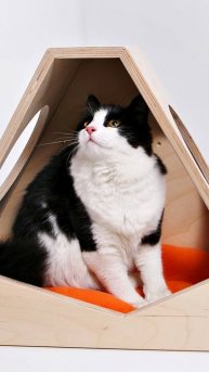 Любуемся на котиков 😻 прыгающих по котодромам